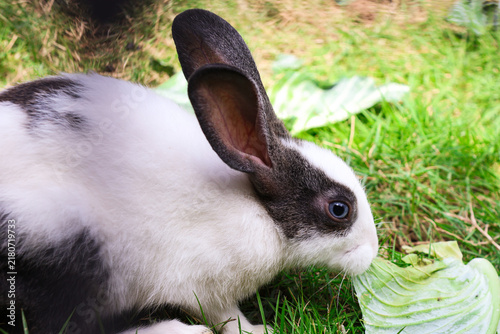 Fotografía Fluffy Spotted Bunny Grazing on Crisp Leafy Green Fodder