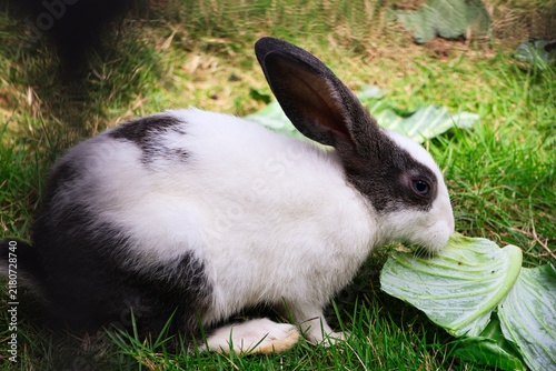Fotografía Hungry White Bunny with Black Patches Nibbling on Greens