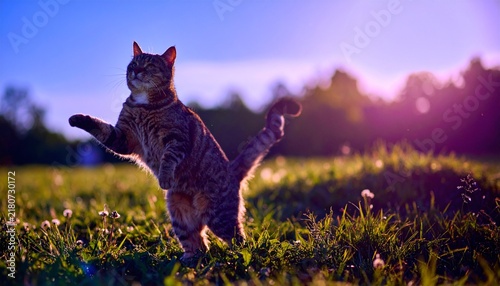 Naklejka 踊っている猫