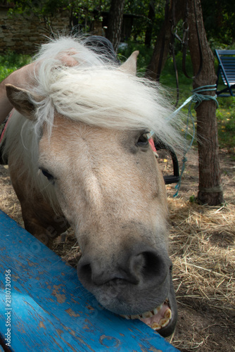 Cuadro en lienzo The pony was teething, so he decided to gnaw on a tree.