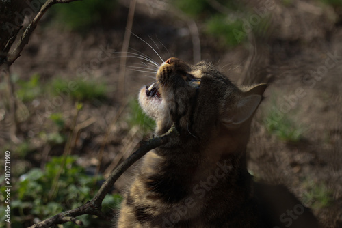 A smart cat takes his morning toilet and brushes his teeth.