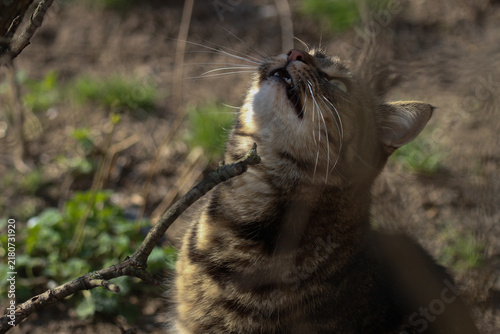 A smart cat takes his morning toilet and brushes his teeth.