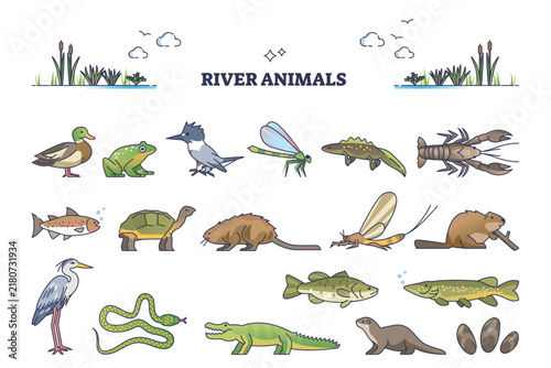 Revised river animals overview illustrates freshwater wildlife icons, key species are fish, frog, and beaver, clarifying habitat roles for study. Outline diagram