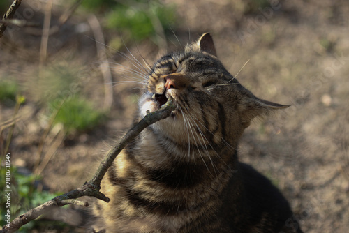 A smart cat takes his morning toilet and brushes his teeth.