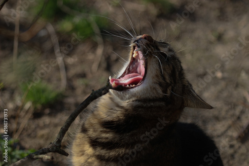 A smart cat takes his morning toilet and brushes his teeth.