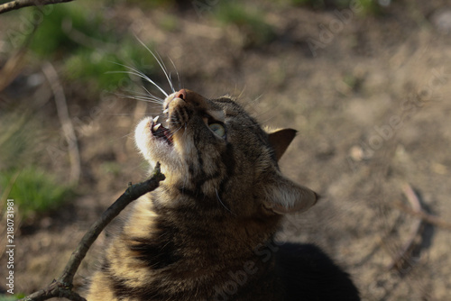 A smart cat takes his morning toilet and brushes his teeth.