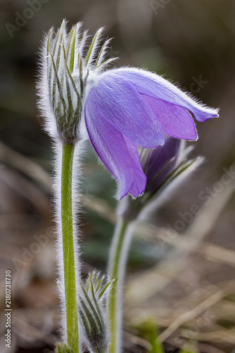Fotografie One latte Eastern pasqueflower flowering