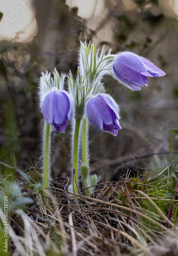 Fotografie Eastern pasqueflower flowering in spring