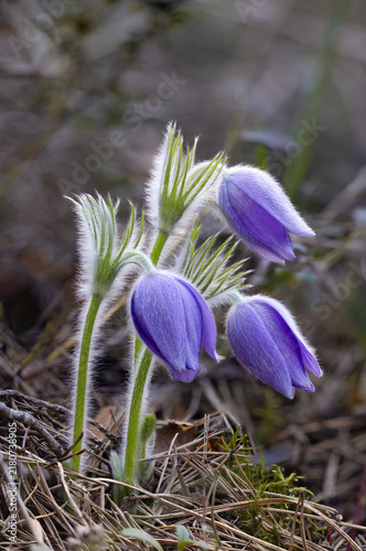 Bild auf Leinwand Three Eastern pasqueflower flowering in spring