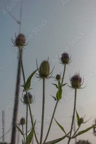 Konstfotografi Cluster of teasel flower heads with spiny bracts against a soft evening sky in the Cornish countryside