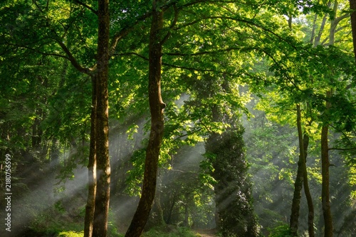 Bild auf Leinwand Magical morning sunbeams (crepuscular rays) piercing through the lush, misty canopy of a green forest, highlighting a large ivy-covered tree