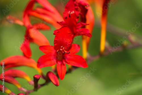 Fotografie Crocosmia 'Lucifer' Flower