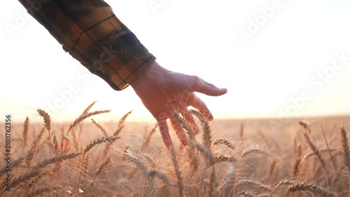 Fotografía A man's hand gently touches the wheat in a golden field