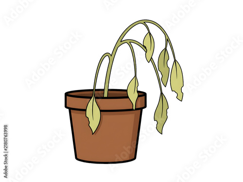 Wilted houseplant in a brown terracotta pot isolated on transparent background