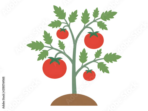 Tomato plant with ripe red tomatoes isolated on transparent background