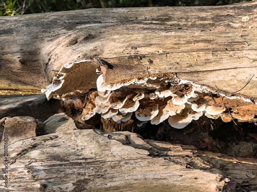 Quadro su tela Group of white shelf fungi on a rotten fallen log.