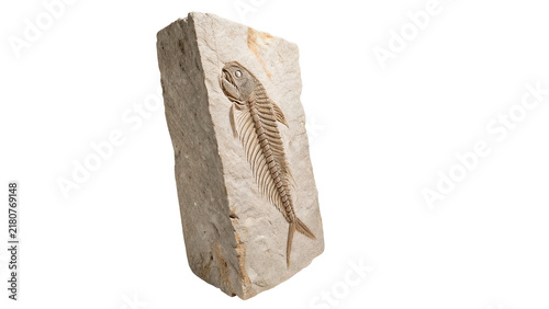 Fotografie Prehistoric fossil specimen showing a primitive fish or lizard skeletal imprint