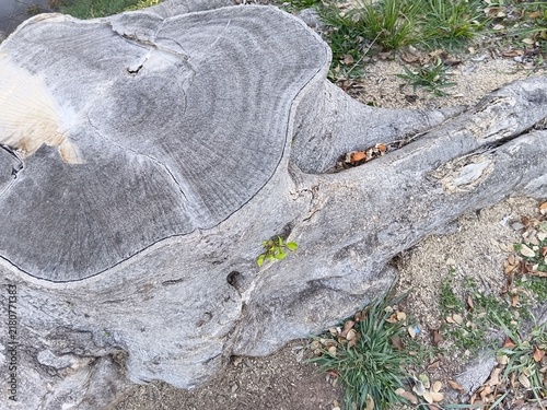Top view of an old tree stump with annual rings and powerful roots.