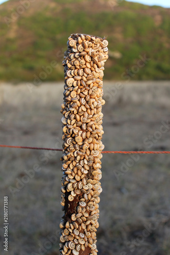 Cuadro en lienzo Hundreds of Small Land Snails Clustered on Wooden Fence Post at Golden Hour, Nat