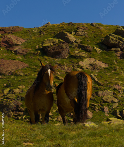 фотографія Wild Horses Grazing on Rocky Mountain Pasture