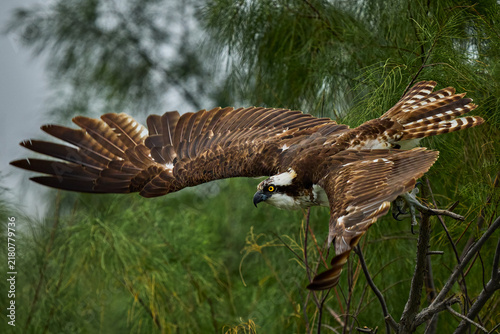 Fotografie Osprey in Flight at Takeoff