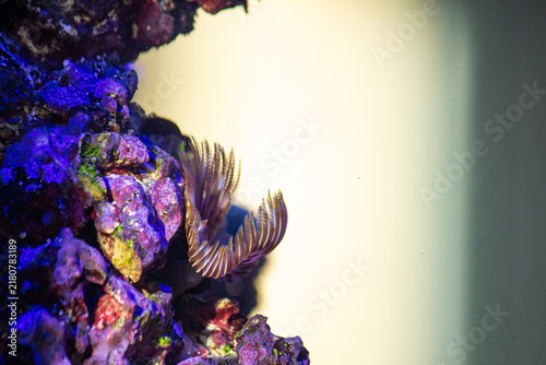 Photography Feather Duster Worm Crown Attached to Live Rock in Saltwater Aquarium