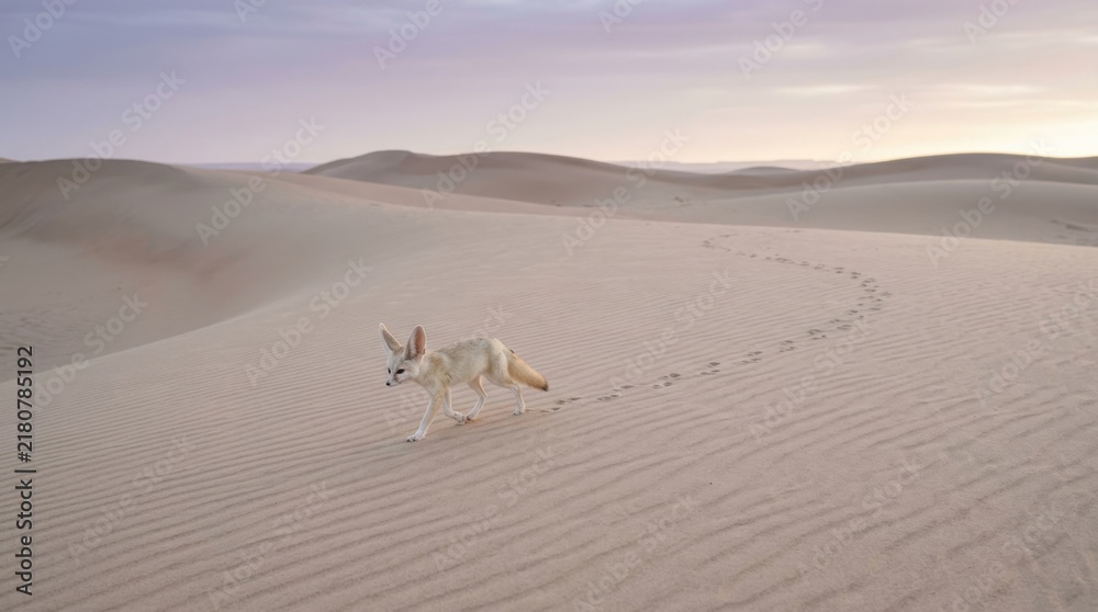 Obraz premium Desert Nomad: A lone fennec fox sprints across a vast, undulating sand dune under a soft twilight sky, leaving a trail of paw prints in its wake.