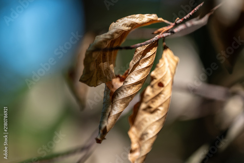 The Beauty of Withered Leaves
