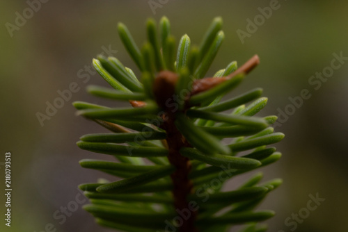 Macro close-up of green conifer needles on an evergreen tree branch with a soft blurred natural background