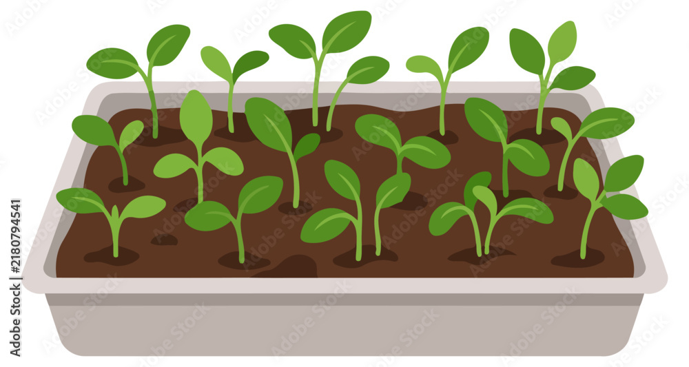 Fototapeta premium Seedlings growing in a plastic tray with soil