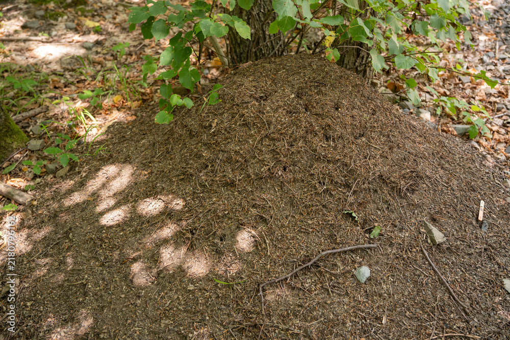 Obraz premium Anthill of wood ants near the trunk of a linden tree in the forest under midday light.