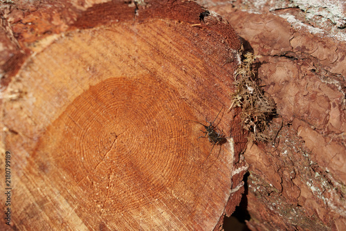 Foto Longhorn beetles Cerambycidae mating on pine logs on a bright sunny day