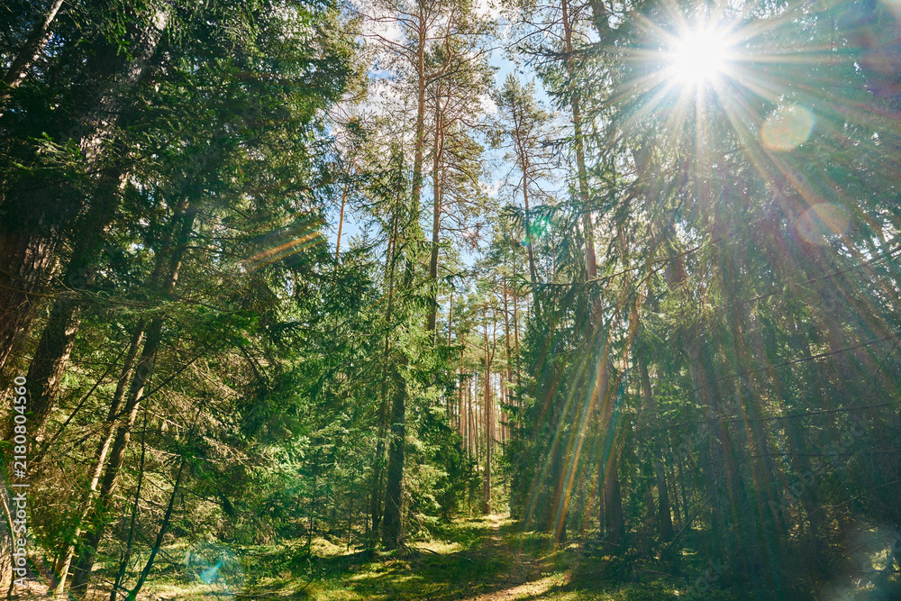 Fototapeta premium Bright sunburst and beautiful lens flare shining through tall pine and spruce trees in a green coniferous forest. Sunbeams illuminating the woodland canopy, wild grass, and dense summer foliage.