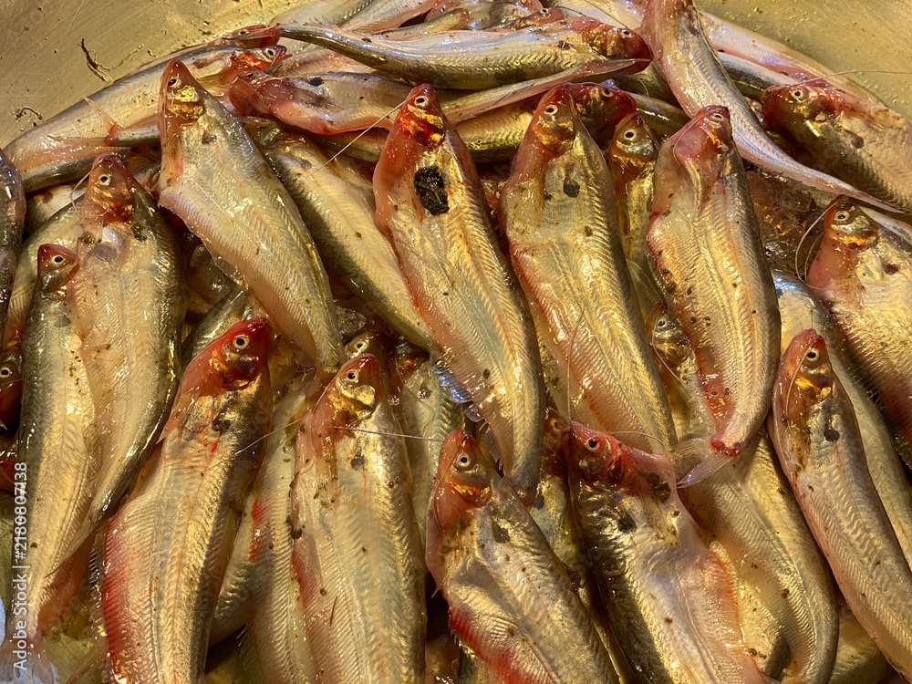 Fototapeta premium Fresh Pabda Catfish Displayed at a Traditional Fish Market in Bangladesh