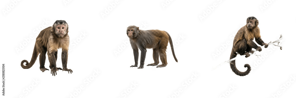 Fototapeta premium Brown capuchin monkeys in various poses, wild tropical primates and cute exotic animals isolated on white background, wildlife photography and nature fauna PNG graphic illustration