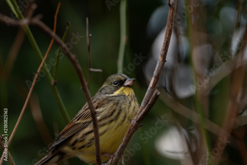 Fotografie Black-faced bunting perched on thin branch in winter bushes with soft natural bo