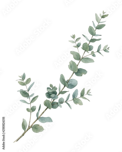 Watercolor Eucalyptus Branch with Green Leaves Botanical Foliage Element