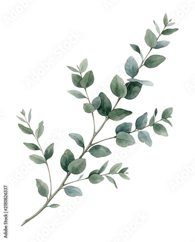 Watercolor Eucalyptus Branch with Green Leaves Botanical Foliage Element