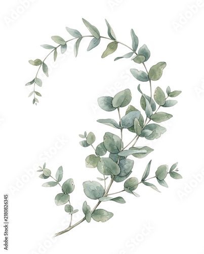 Watercolor Eucalyptus Branch with Green Leaves Botanical Foliage Element