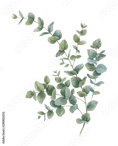 Watercolor Eucalyptus Branch with Green Leaves Botanical Foliage Element