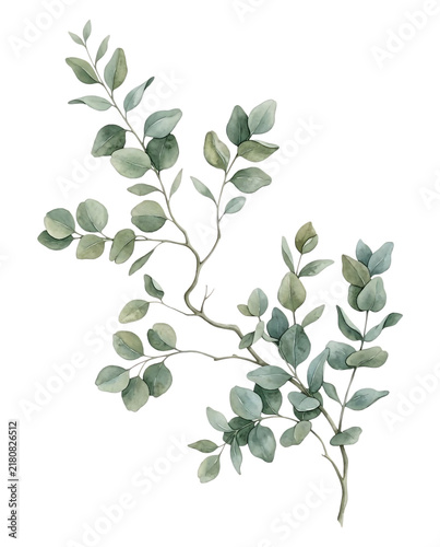 Watercolor Eucalyptus Branch with Green Leaves Botanical Foliage Element
