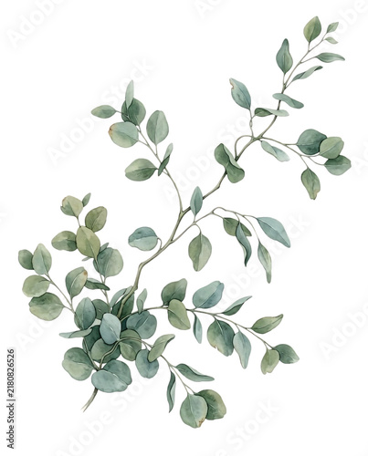 Watercolor Eucalyptus Branch with Green Leaves Botanical Foliage Element