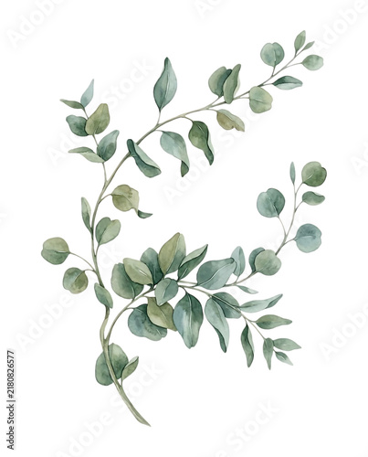 Watercolor Eucalyptus Branch with Green Leaves Botanical Foliage Element