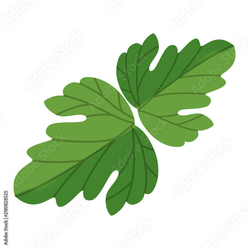 Fresh green parsley leaves illustration