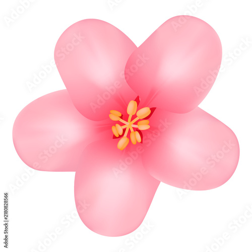 Realistic pink cherry blossom flower vector illustration isolated on transparent background