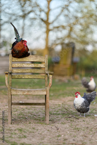 Obraz na plátně A colorful rooster perches on an old wooden chair in a rustic garden, while a white and grey hen explores the foreground and another chicken roams in the soft background