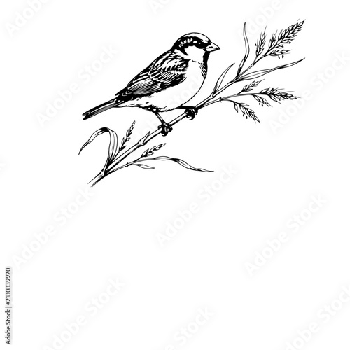 Bild auf Leinwand Hand drawn sparrow bird perched on a grass stem, black and white ink sketch illustration