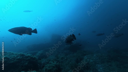 Fish underwater - Groupers in dark blue sea waters
