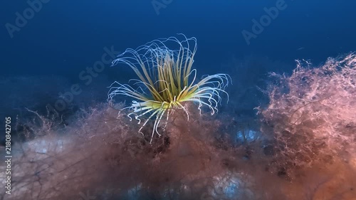 Deep undersea life - Cerriantum anemone 46 meters depth