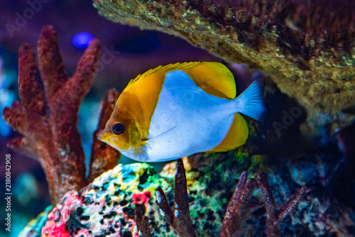 Obraz na płótnie Vibrant Reef Fish Swimming in Colorful Coral Habitat